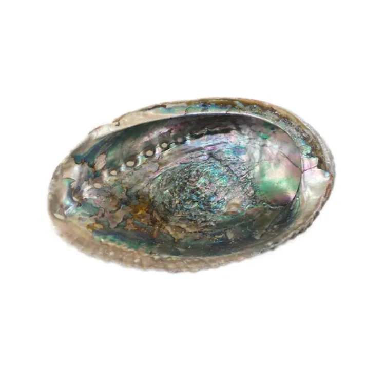 Abalone Shells photo 6
