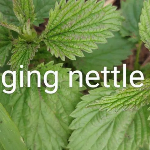 Stinging Nettle Tea photo 1