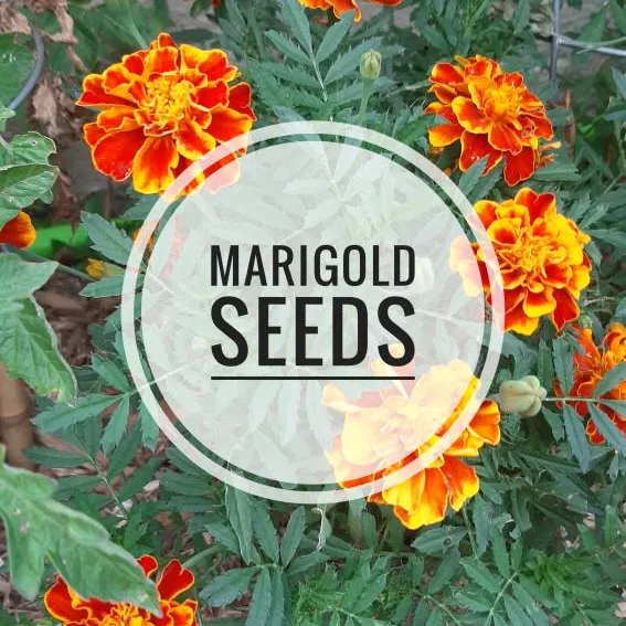 Marigold seeds photo 1