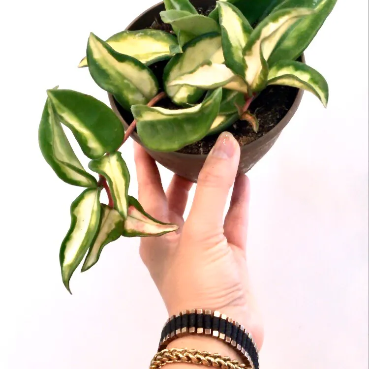 Hoya Krimson Princess 👸🏻 💕🌿 Plant photo 1