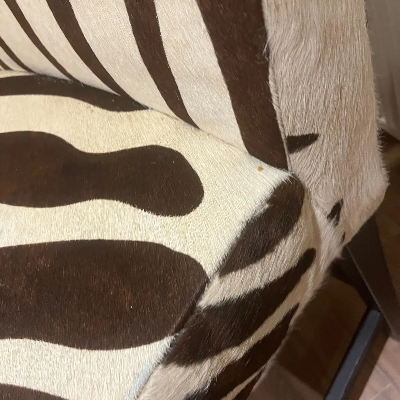 Zebra Chairs photo 4