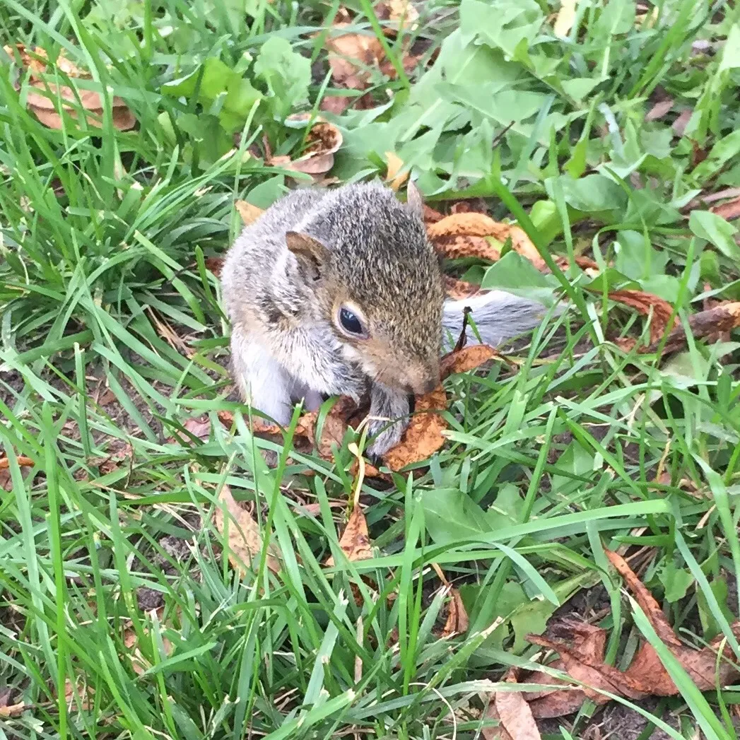 UPDATE on Baby Squirrel photo 3