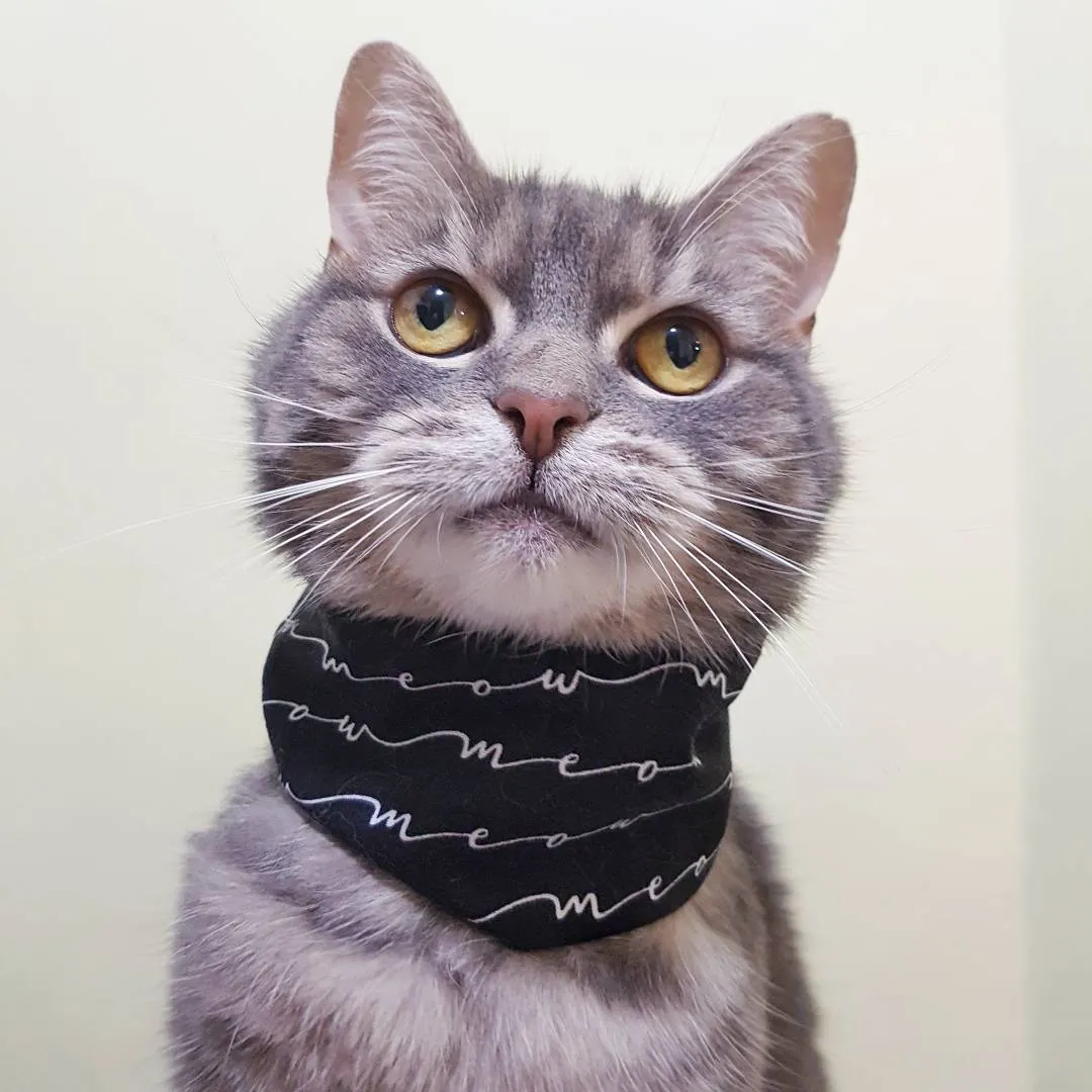 Custom Kitty Cat Accessories photo 1