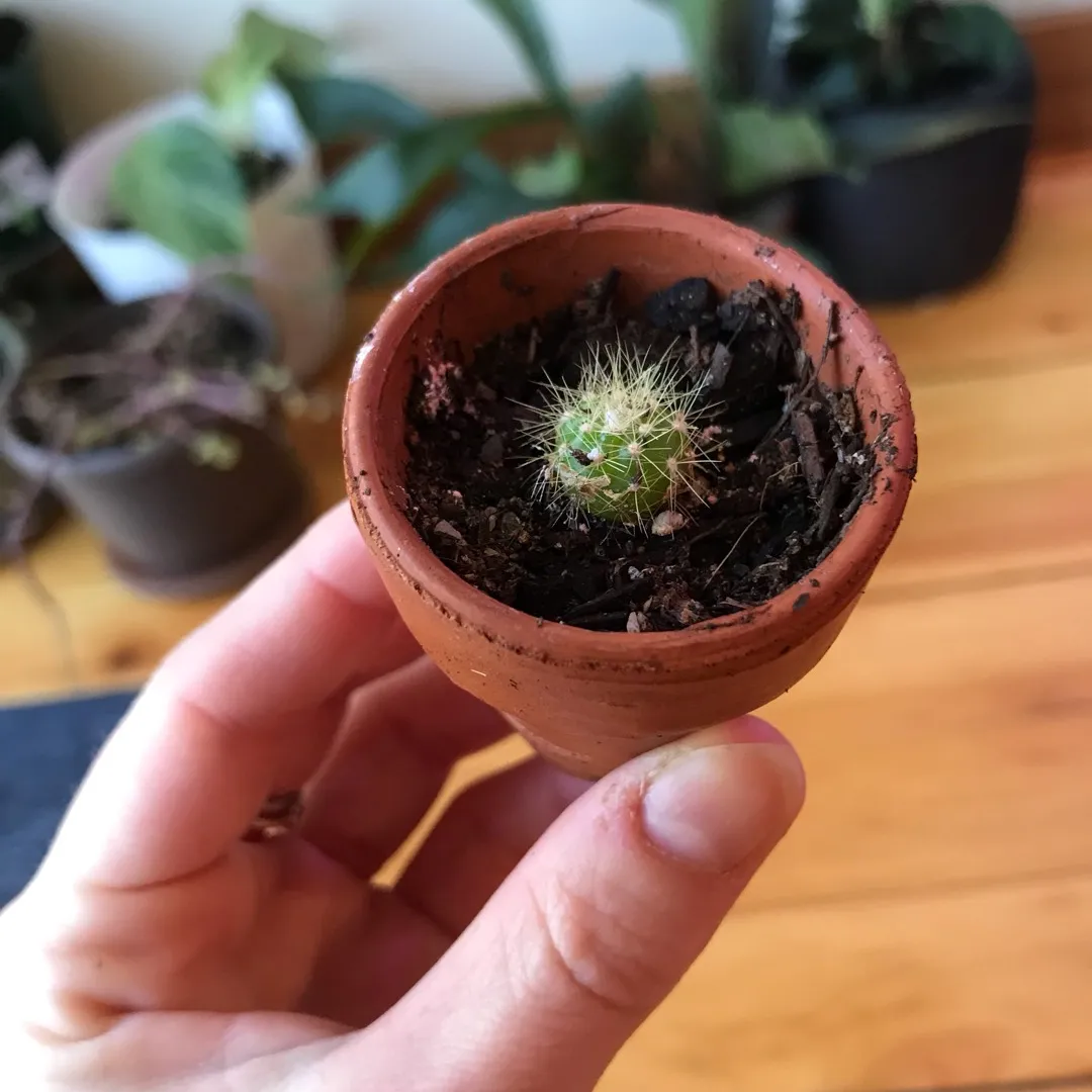 Cactus In A Pot photo 3
