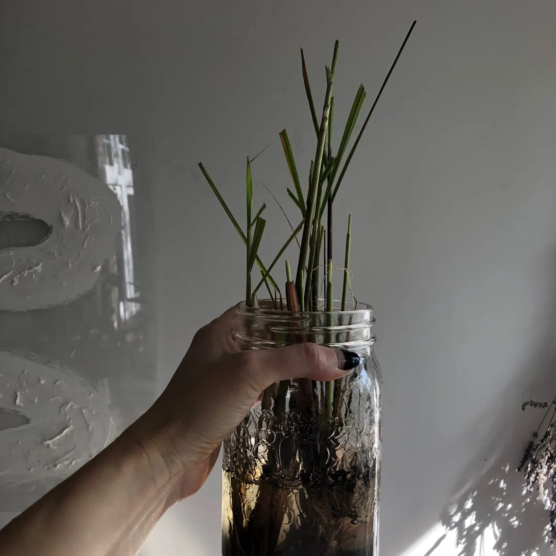 Rooted Lemongrass Plant Starts photo 1