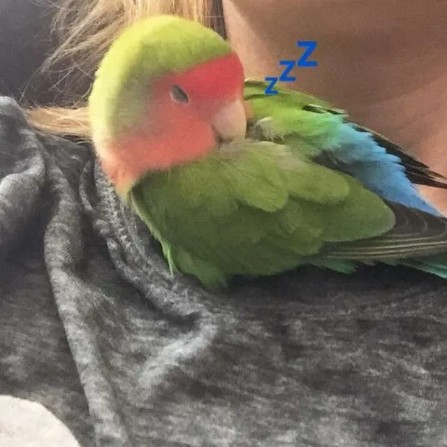 ISO: This Sleepy Parrot 😍 photo 1