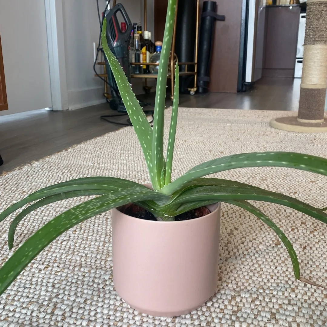 Aloe Vera Plant photo 1