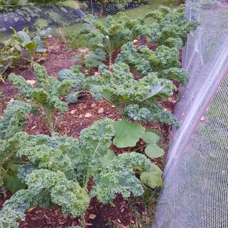 Organic Kale! photo 1