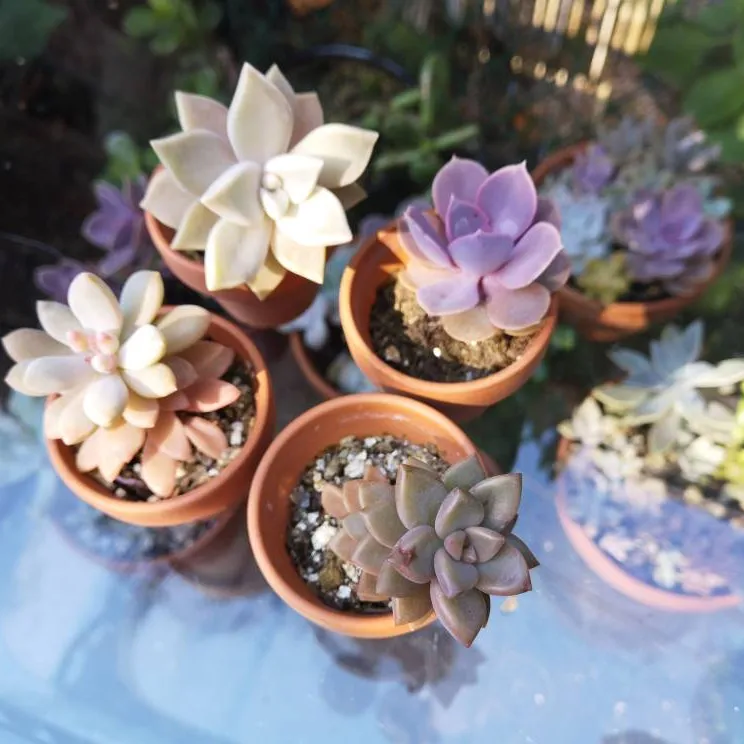 4 Small Succulents In 2" Clay Pots photo 1
