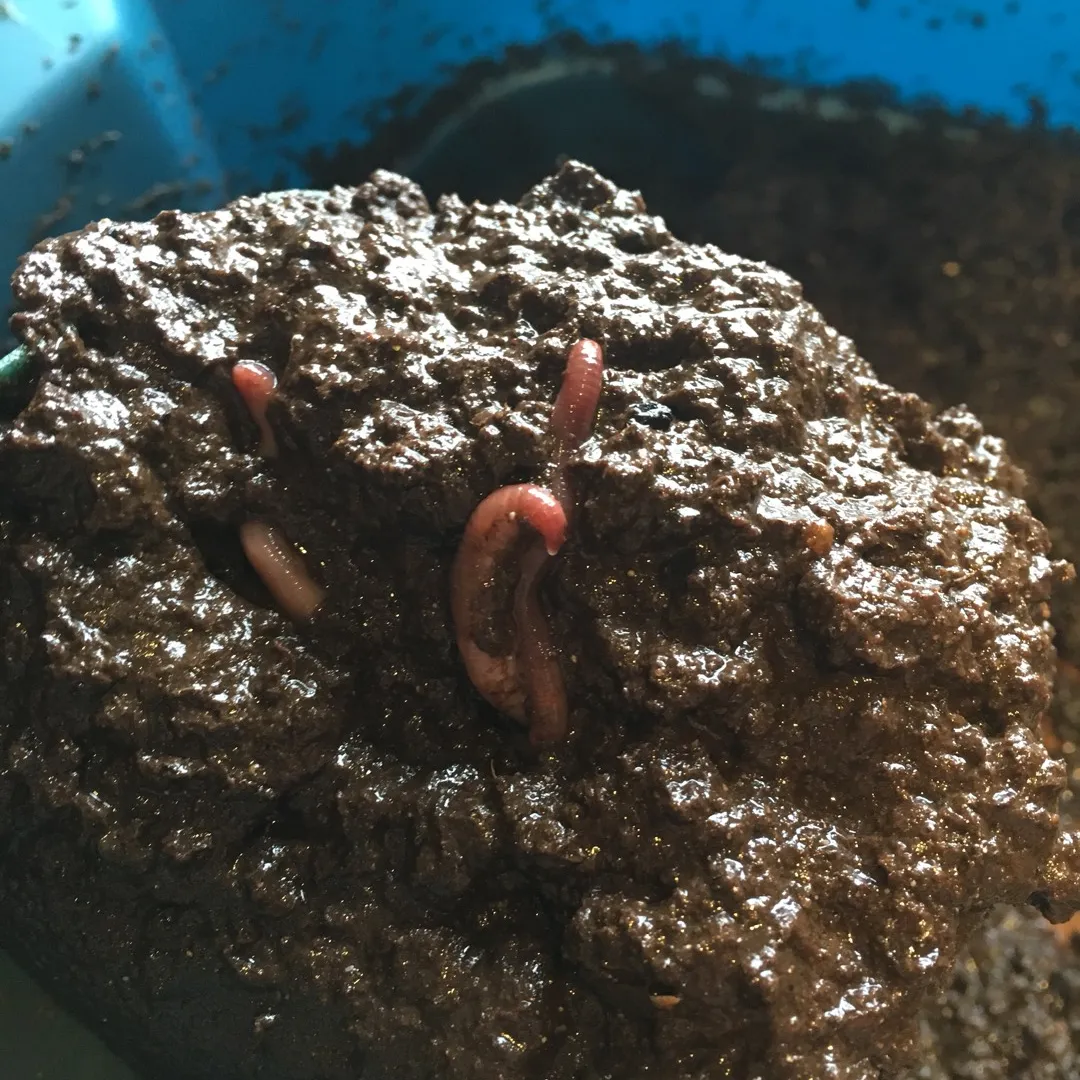 Vermicompost Worms And Castings photo 1