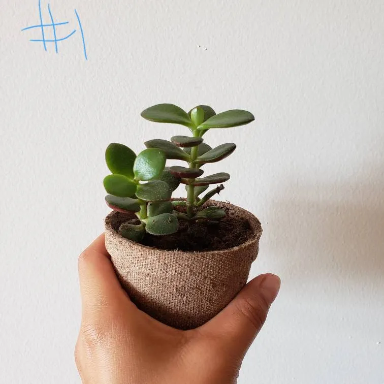 🌿Jade Babies - Repotted photo 5