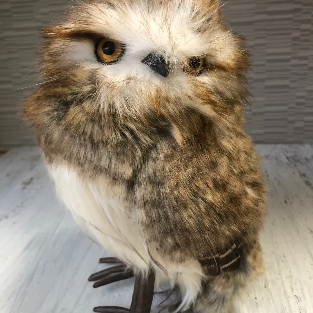 Cute Little Owl Fella photo 1
