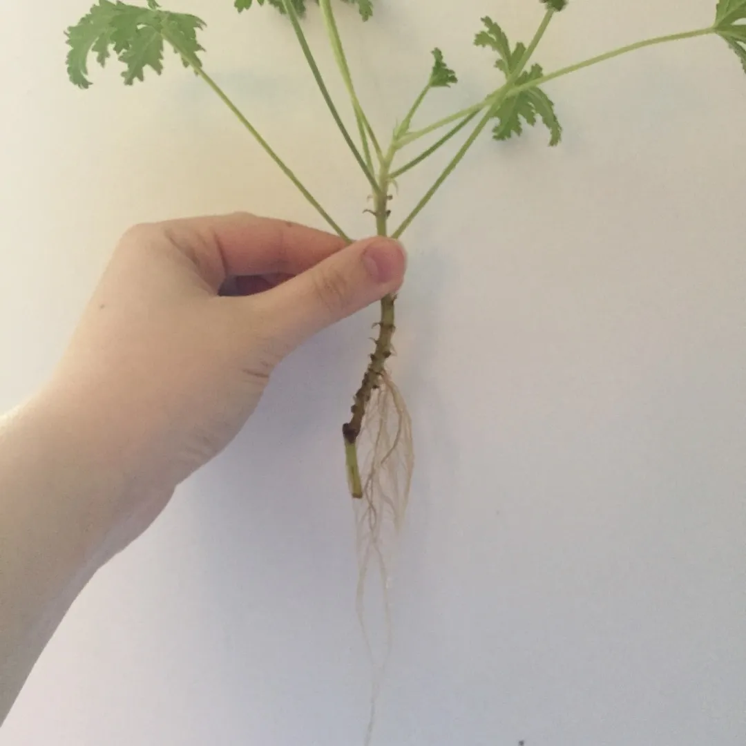 rooted clipping-scented geranium photo 4