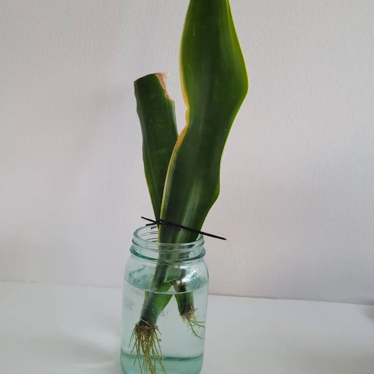 🐍 Two Snake Plant Rooted Cuttings photo 1