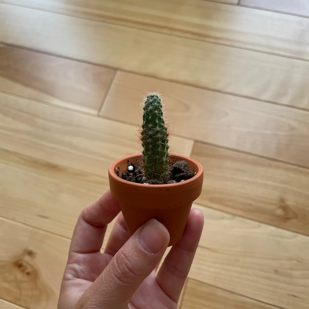 Small Cactus photo 1
