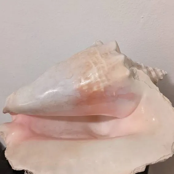 Large Conch photo 1