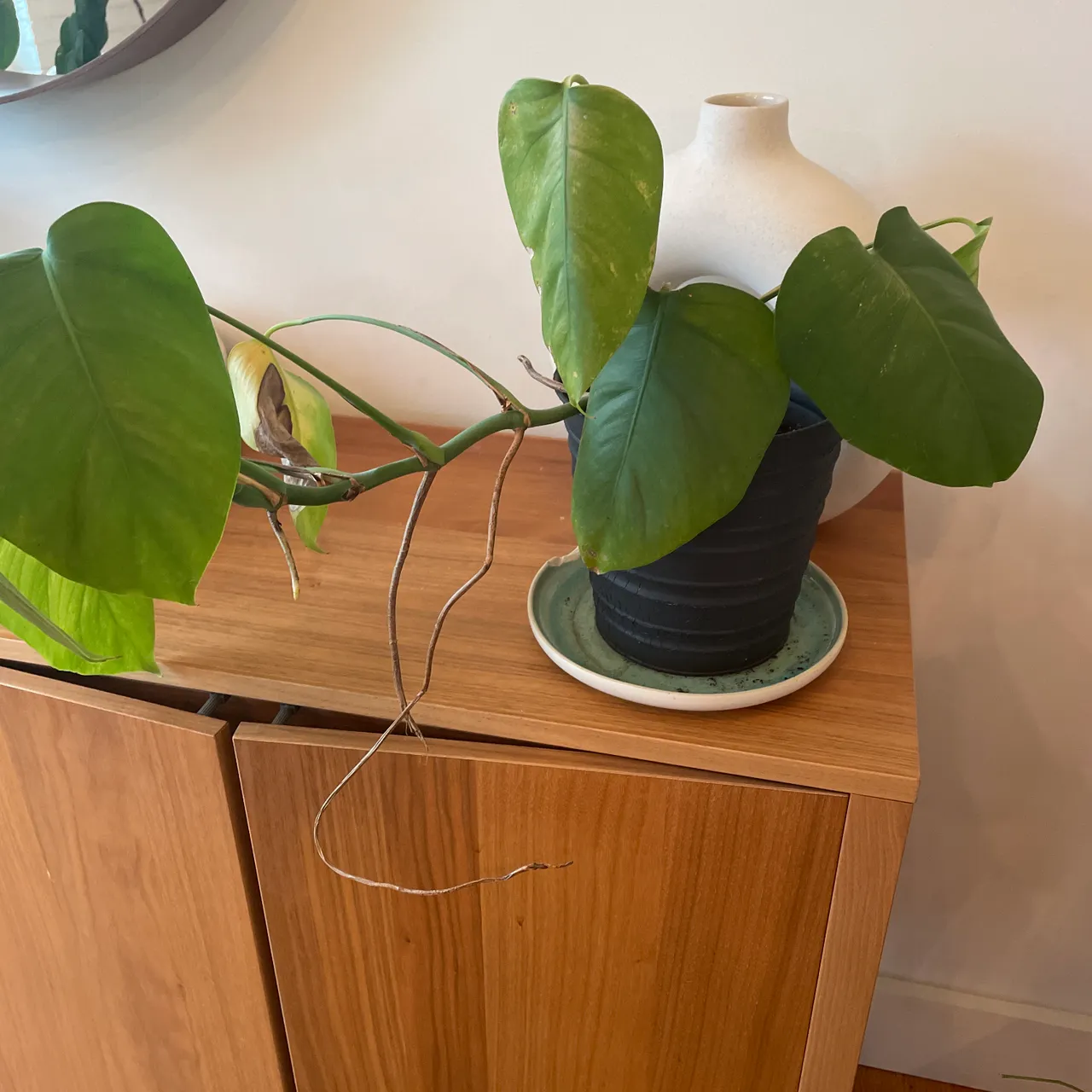 Potted monstera photo 1