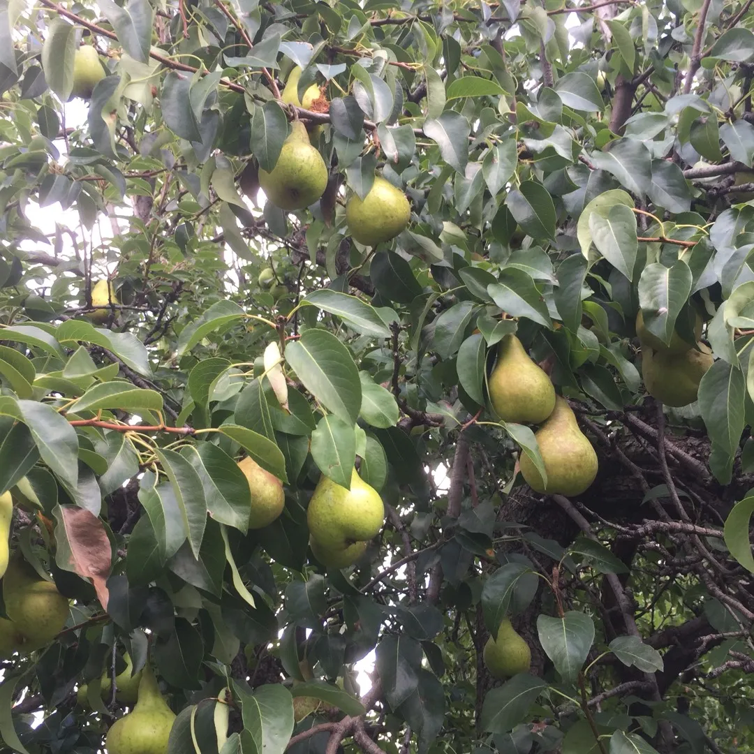 Local Organic Pears! photo 1