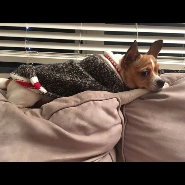 Chilly Dog Sweater! photo 1