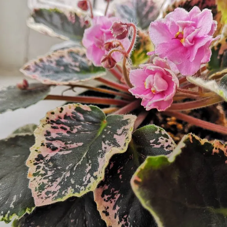 Unusual Trailing African Violets photo 1