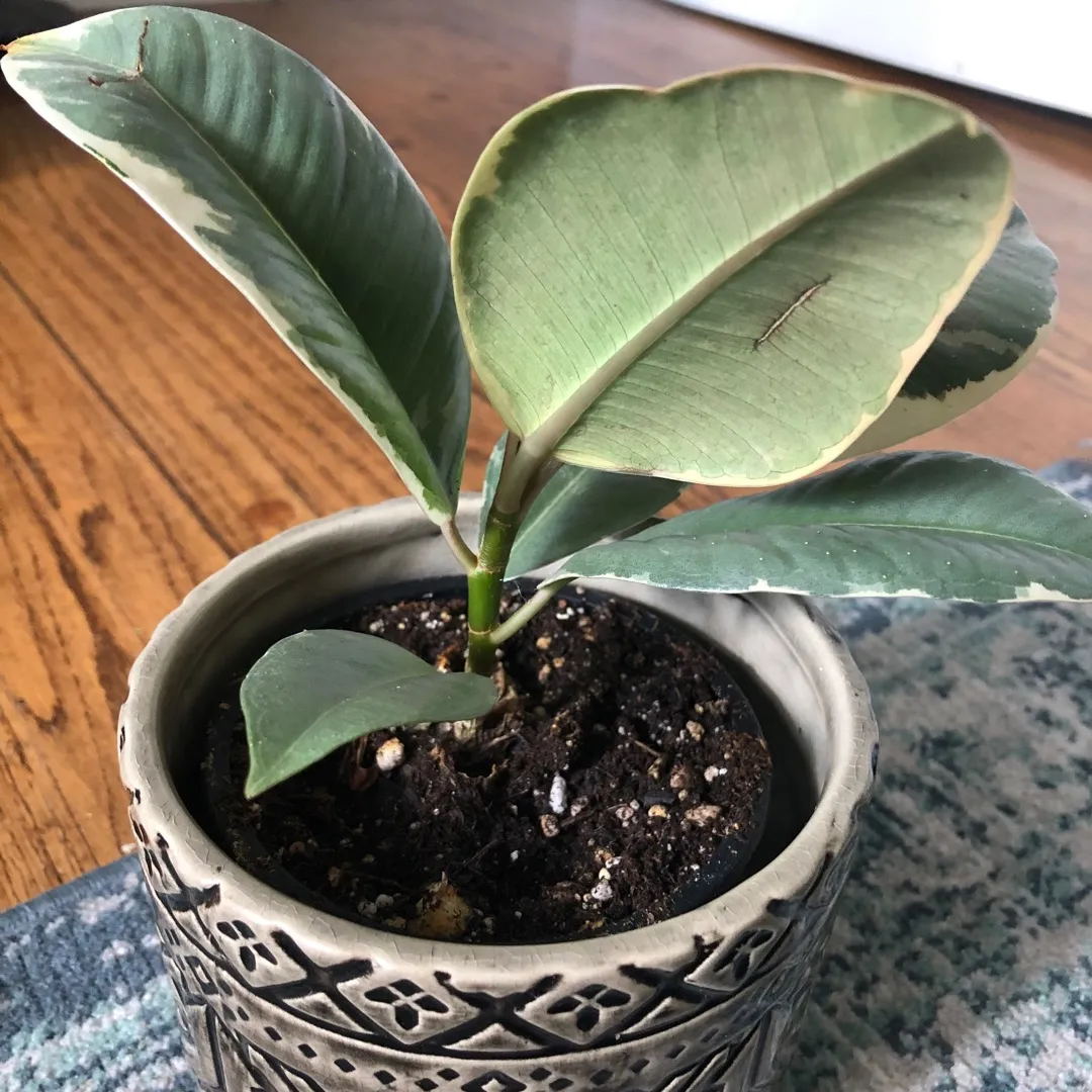 Variegated Rubber Tree Plant photo 4