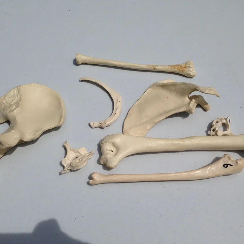 Human Bones (plastic) photo 1