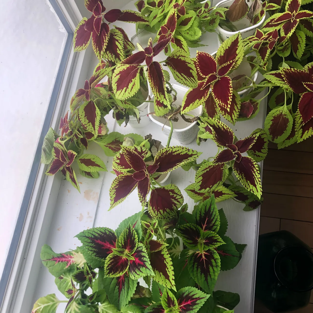 Rooted coleus cuttings photo 1
