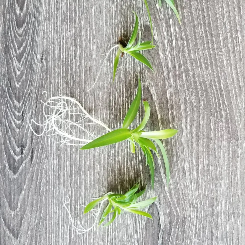 5 Rooted Spider Plant Babies photo 1