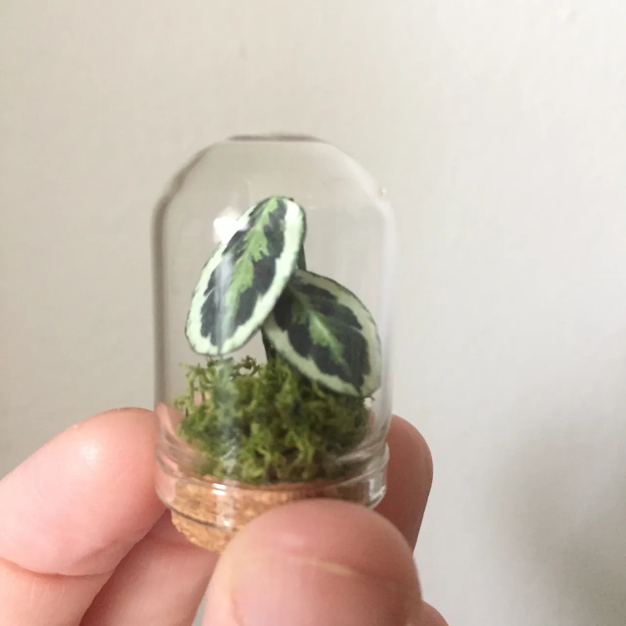 Miniature Prayer Plant in Glass Cloche photo 3