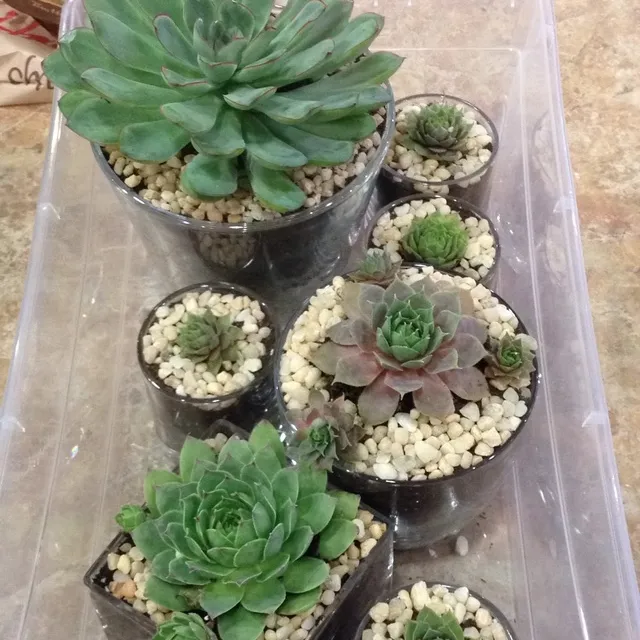 Endless Succulents For Trade :) photo 1
