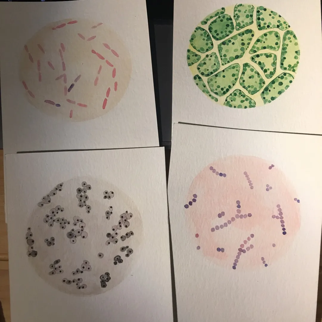 Watercolour Notecards - Bacterial photo 1