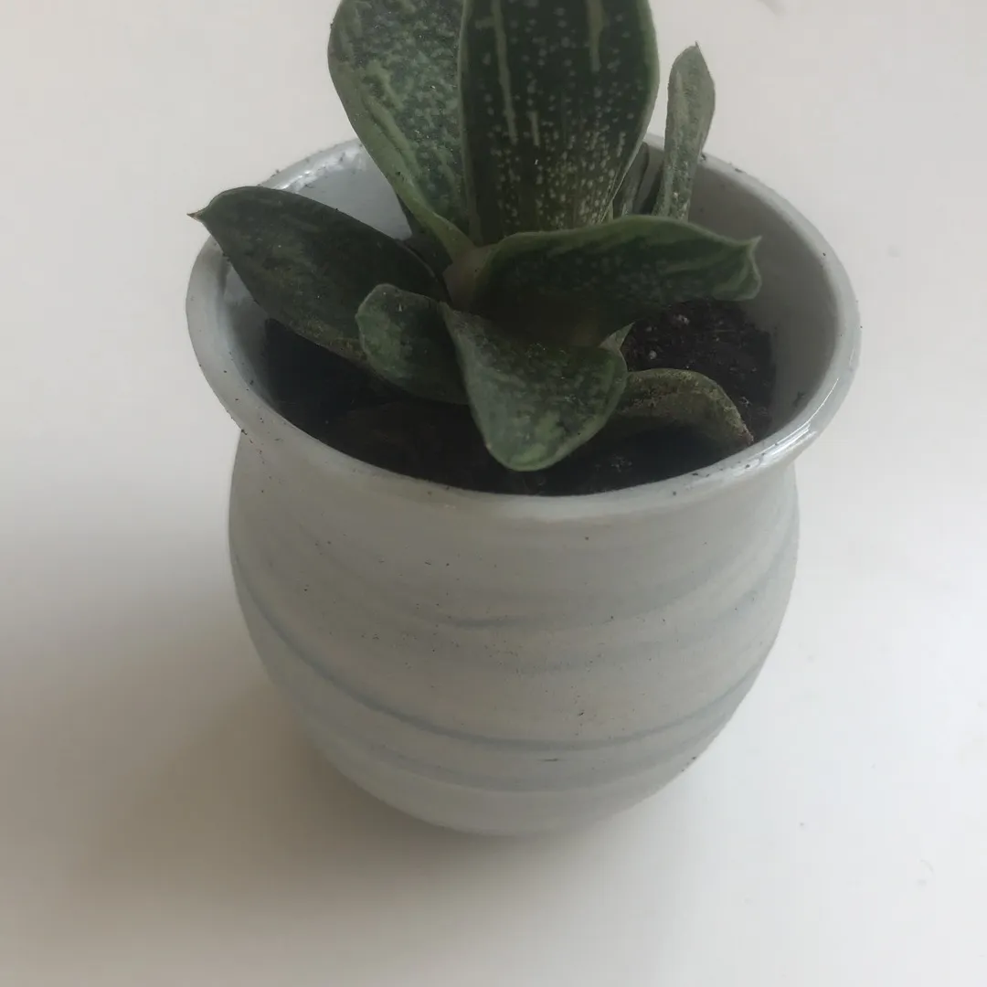 Tiny Succulents In Handmade Pots photo 4