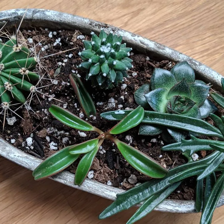 This Potted Cacti Arrangement photo 3