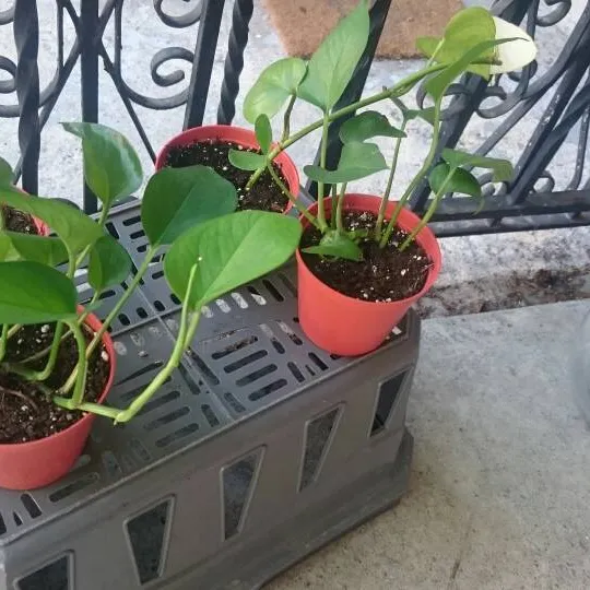 Possibly Immortal Potted Pothos photo 1