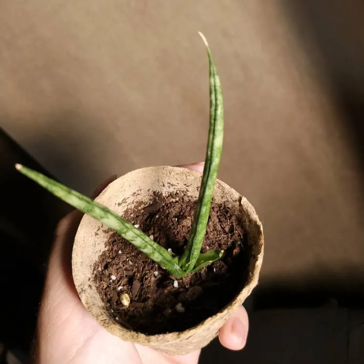 1 Baby African Spear Plant photo 1