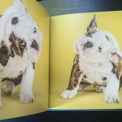 Book Puppy Photos photo 5