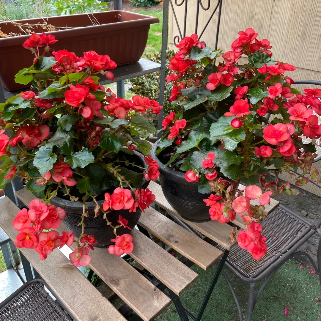 Potted Begonia x2 photo 1