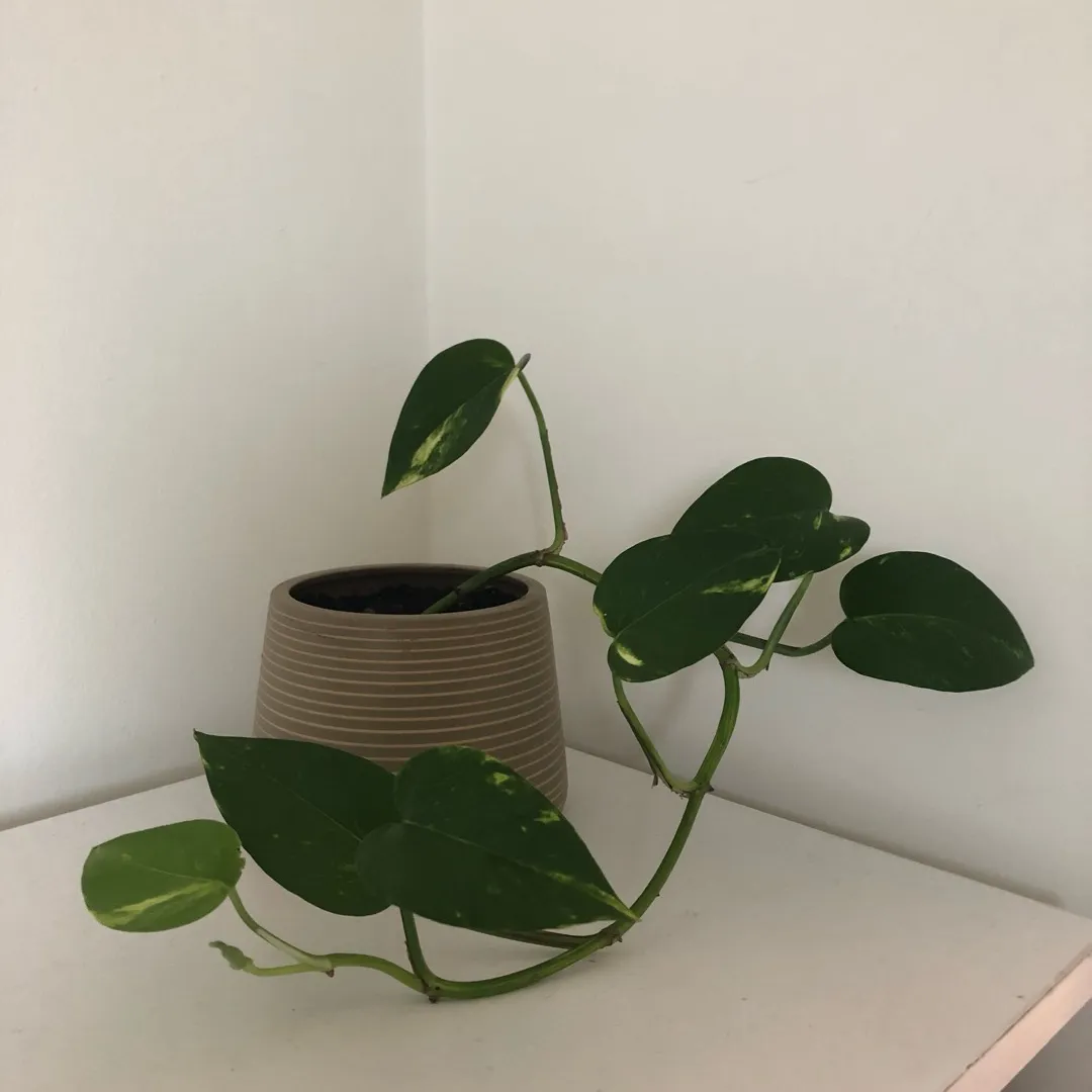 Rooted Pothos/Devils Ivy Cuttings photo 1