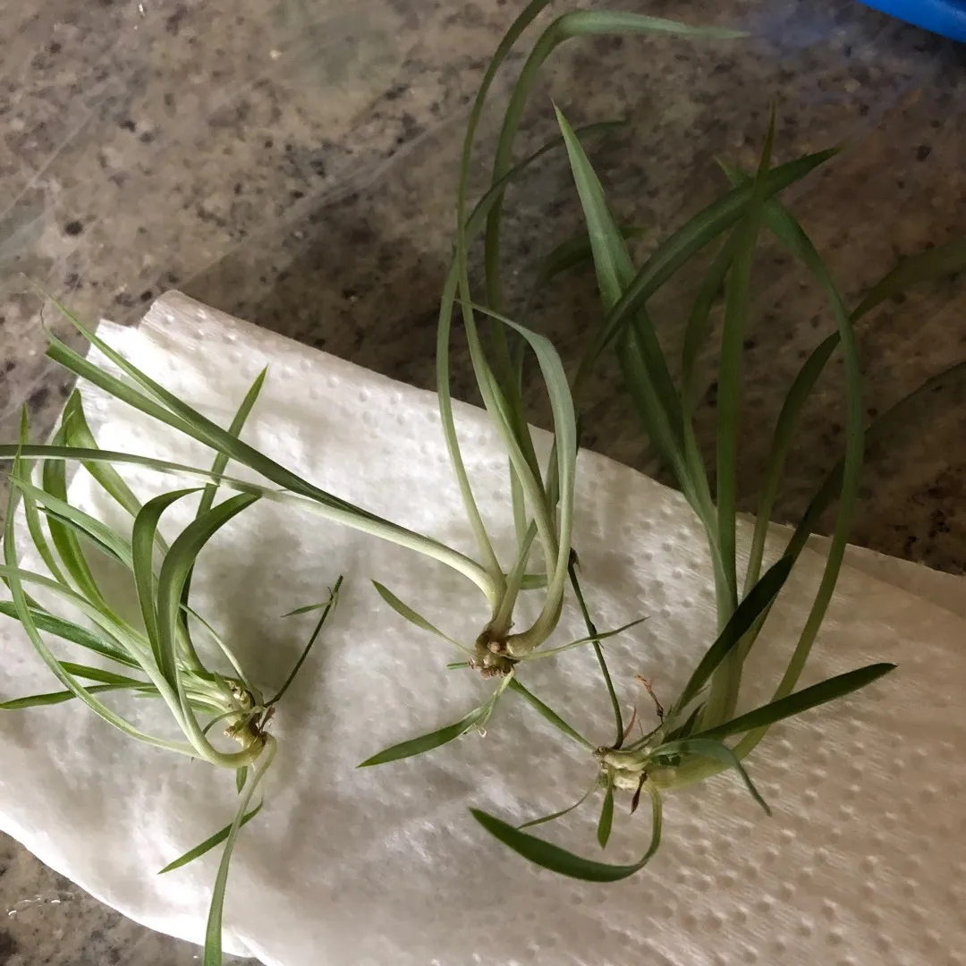 Spider Plant Clippings photo 1