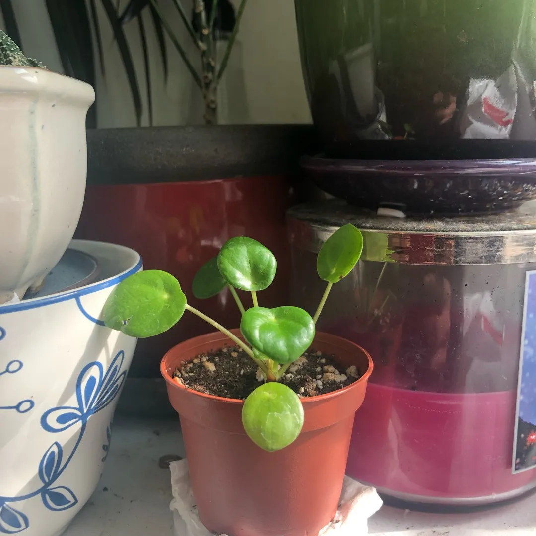 Pilea Plant Baby photo 1