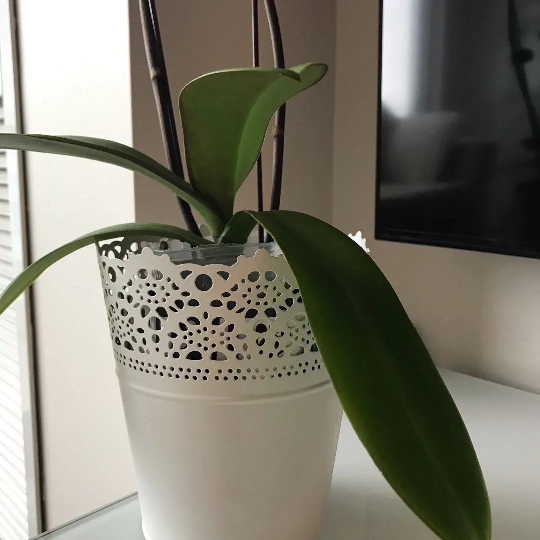 White Plant Or Candle Vase/holder photo 1