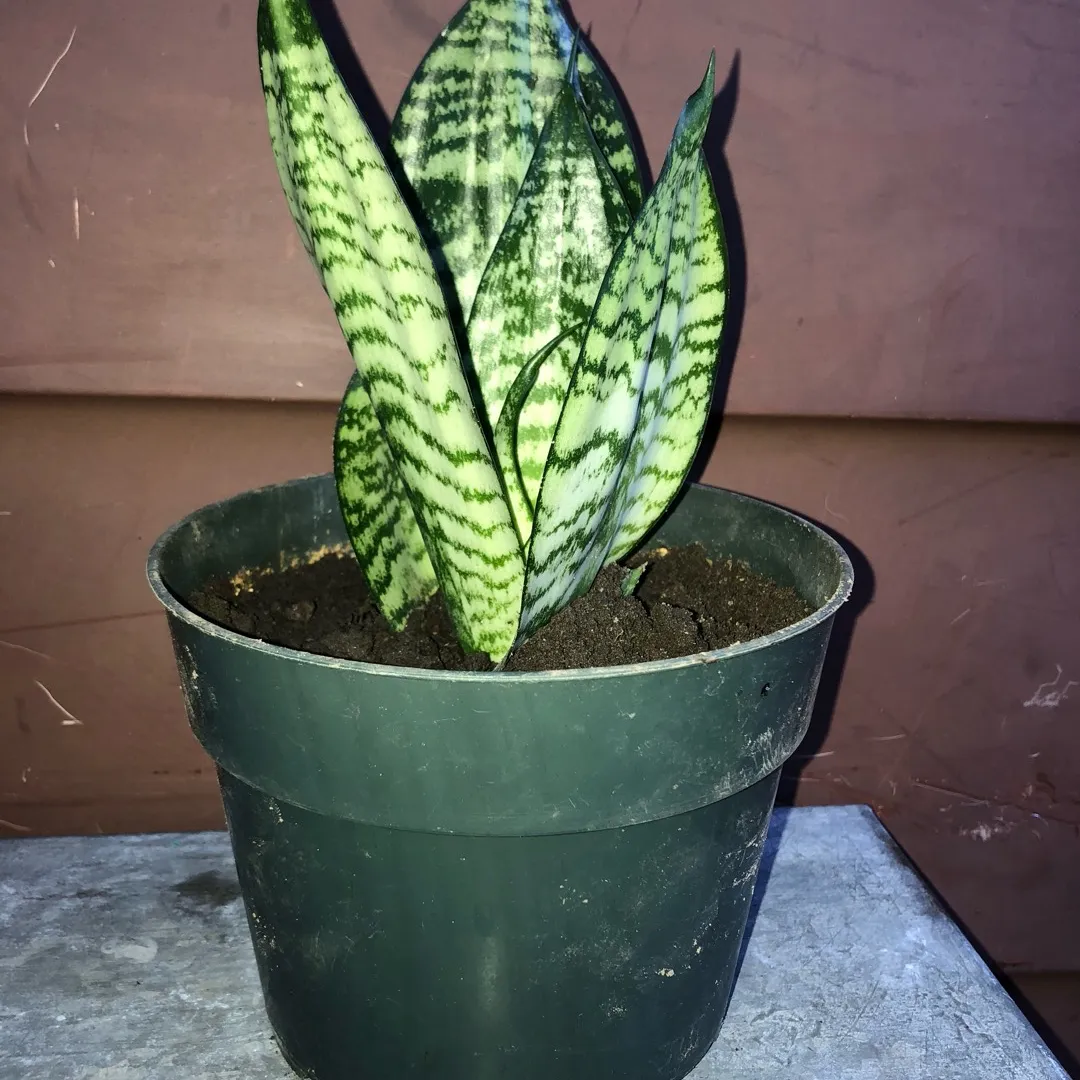 Snake Plant! Indoor House Plant photo 1