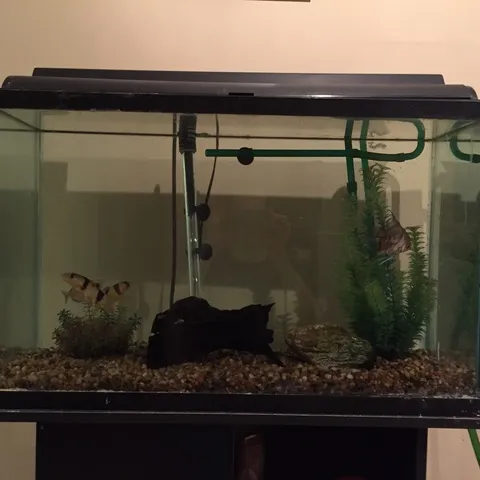 Fish tank photo 1