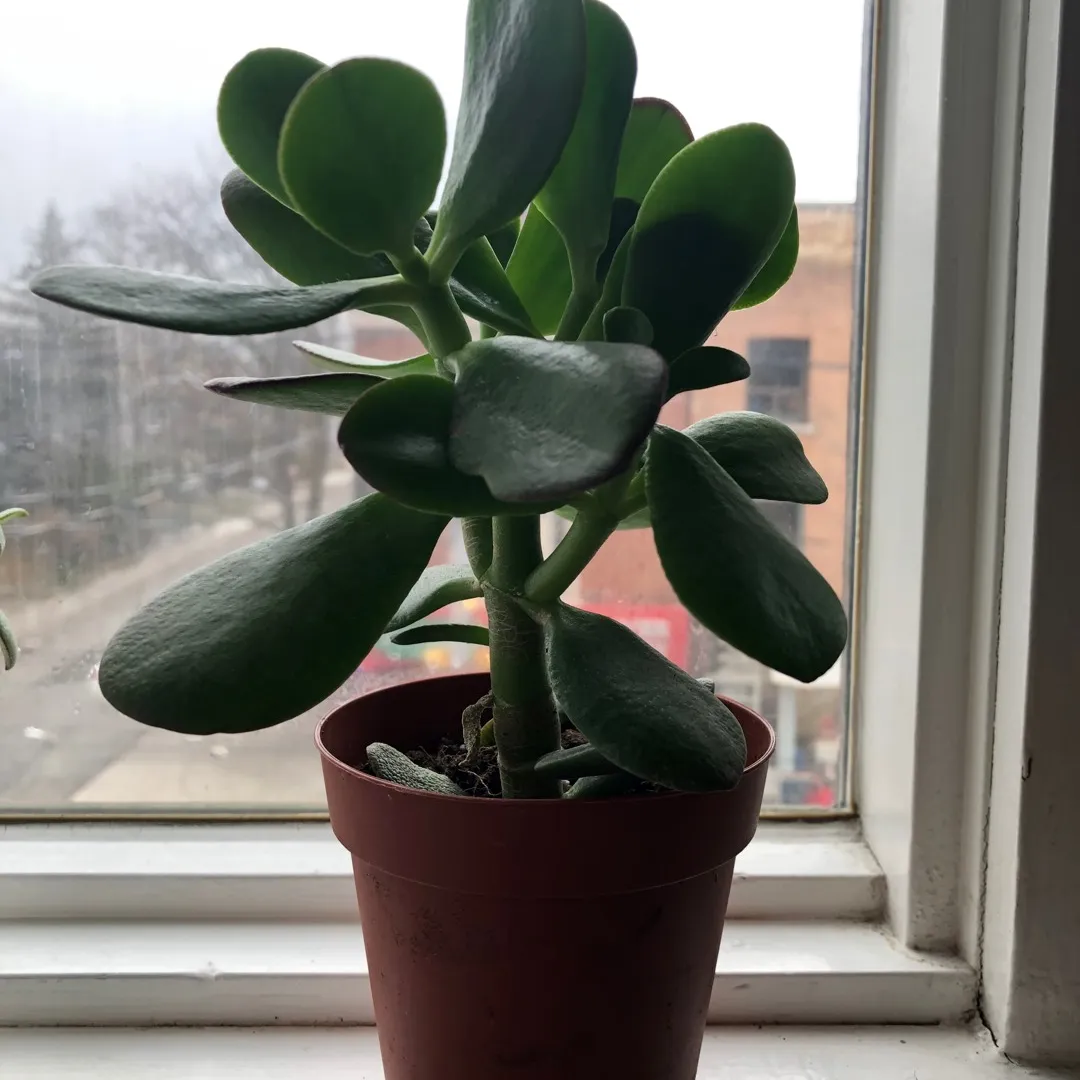 Healthy Little Jade Plant 8” photo 1
