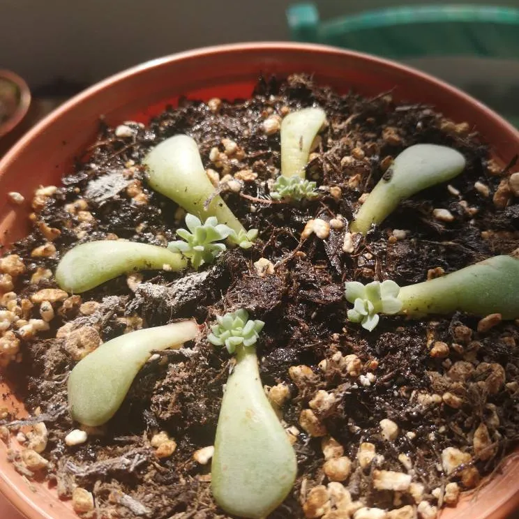 Flower Shaped Succulent Cutting (rooted) photo 1