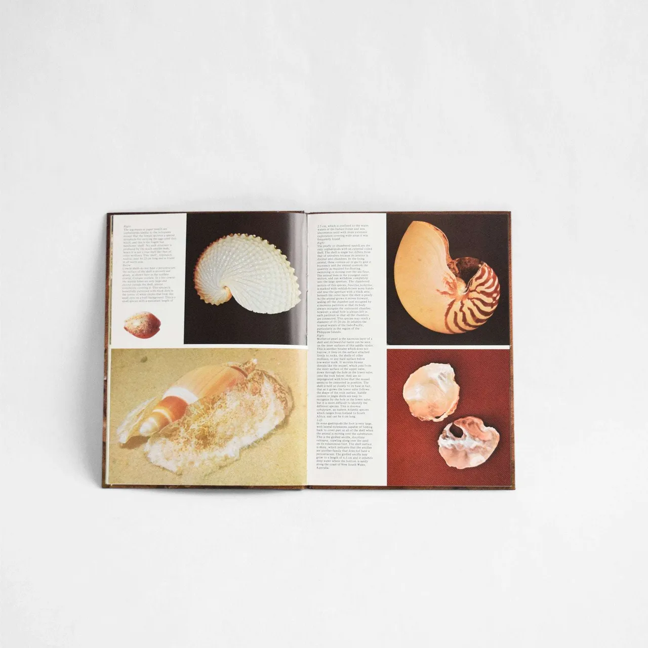 Vintage Book of Seashells With Colour Photographs photo 7