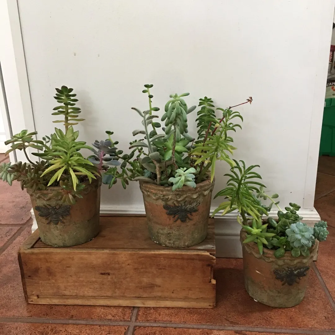 3x Multi-Succulent Planters 💚💚💚 photo 1