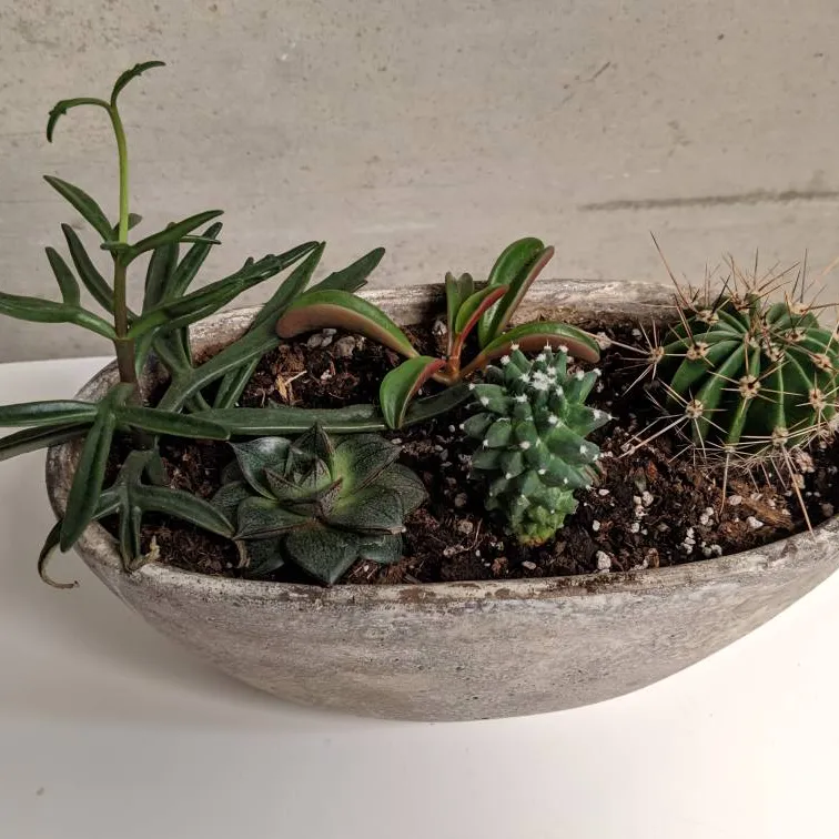 This Potted Cacti Arrangement photo 5
