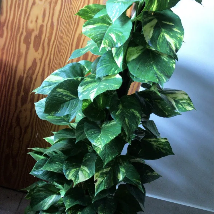 Golden Pothos Totem 😱😍💚🌿 Large Plant photo 1