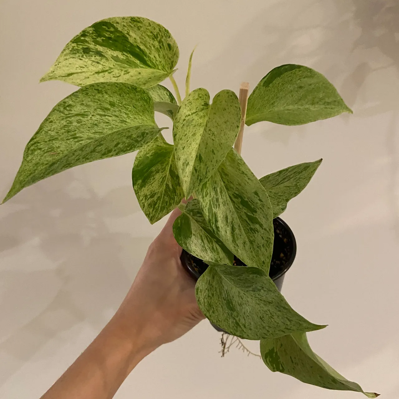 Pothos plant photo 1